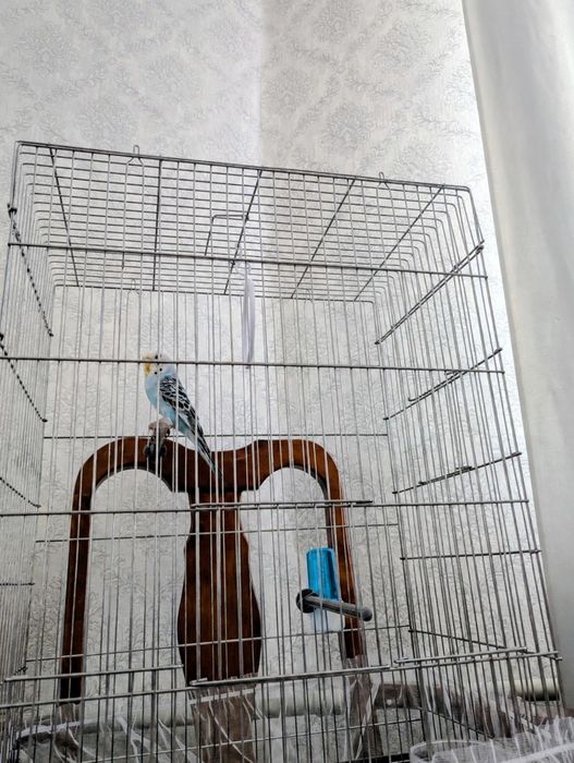Попугай с клеткой