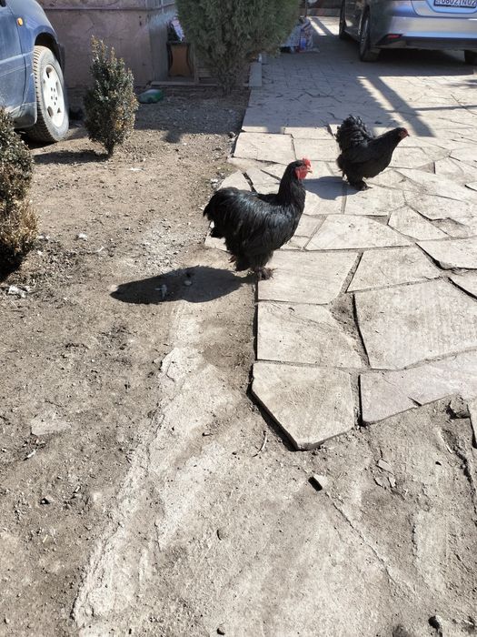 Срочно продам петухов