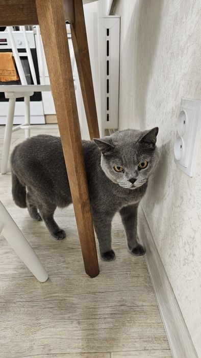 Кот британец в хорошие руки