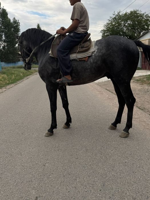 Айгыр жеребец айғыр лошади