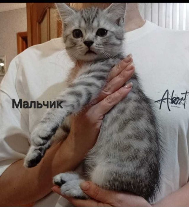 Котята , шотландских вислоухих
