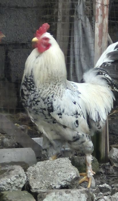 ХУРОЗЛАР сотилади. 1 ёшга тулмаган