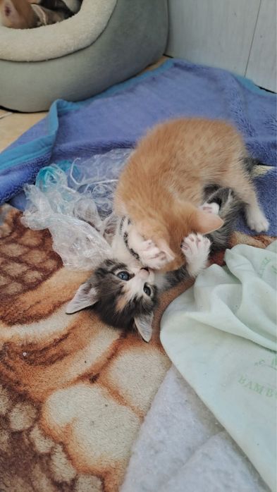 Отдам даром катят в хорошие руки.