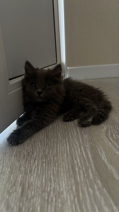 Отдам котенка в добрые руки
