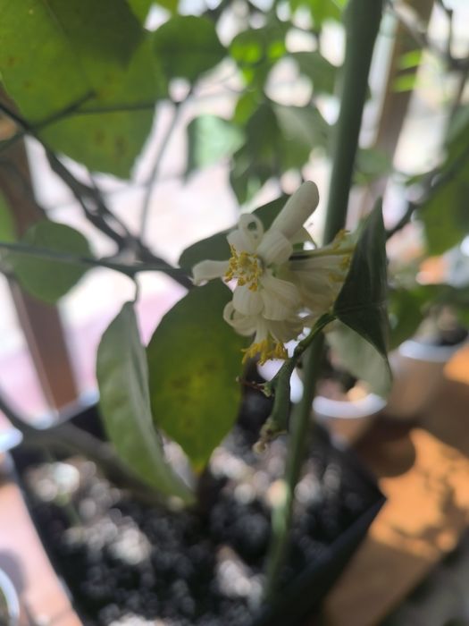 Продам лимон большой