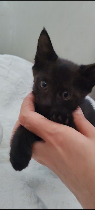 Котята в добрые руки, Бесплатно
