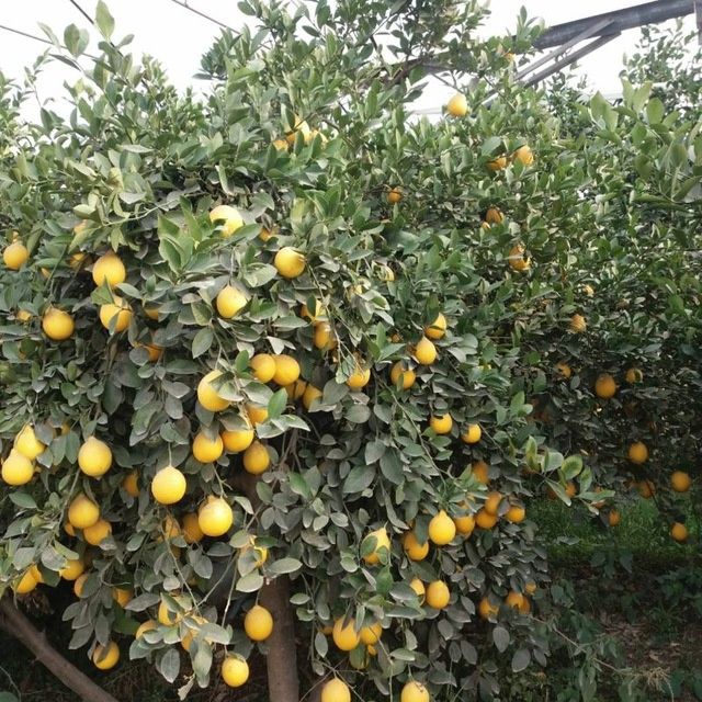 Limon koʻchatlar bor nechi yilliklari kerak bolsa qilib berolamiz.