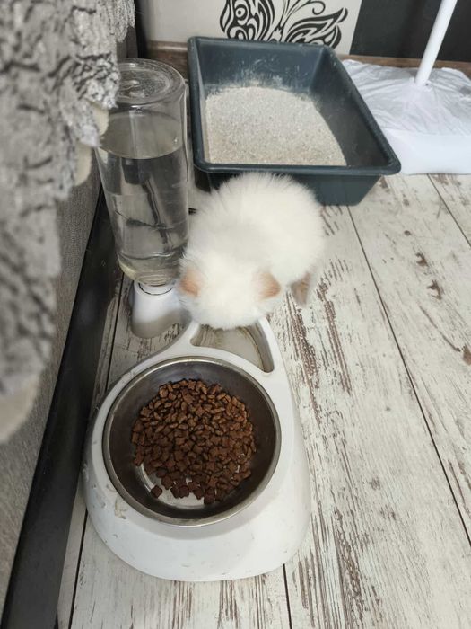 Персийско котенце