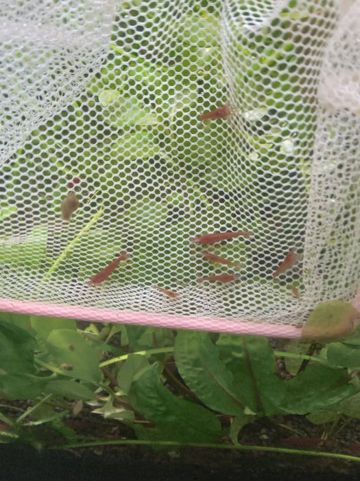 Креветки ред файер