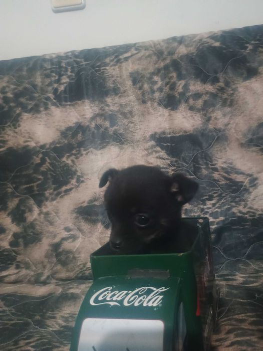 Свободни момчета чухопинчери