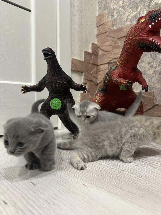 Котята веслоушки