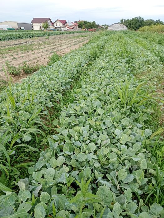 Răsad de varza românesc