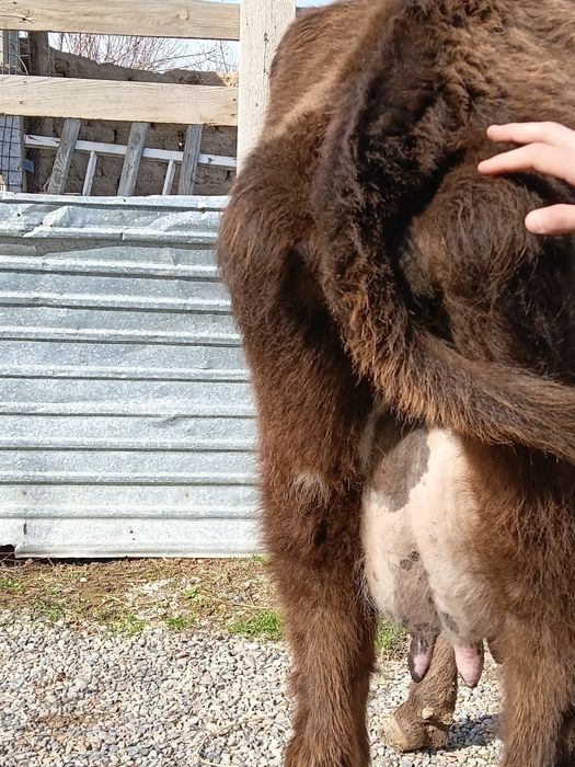 Бұзаулы сиыр сатылады.