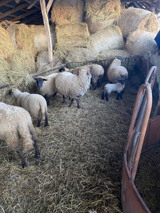 Vand oi rasa suffolk