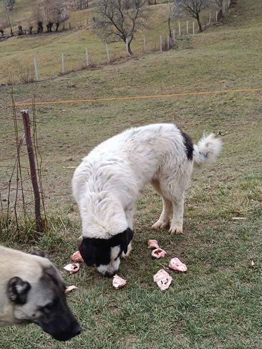 Mascul CRB DE 6 LUNI