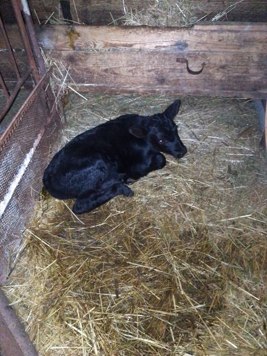 Vițea angus de vânzare