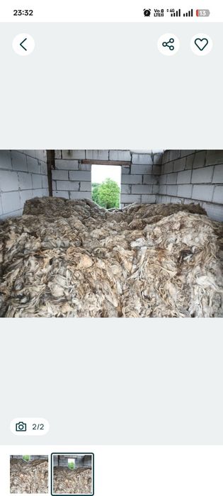 Vand Lana de oaie foarte buna pentru mulcire si izolatie Este tinuta foarte bine in sopron