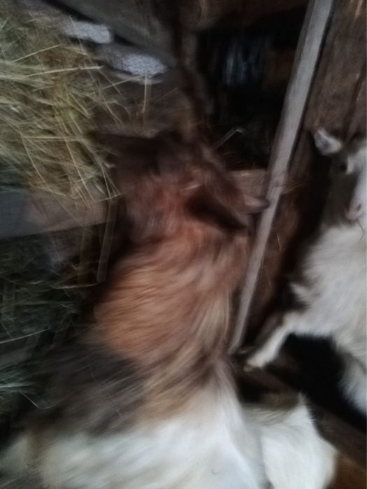 Capre gestante plus un țap tânăr.