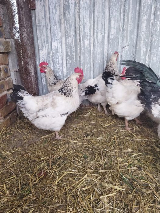 Продам куры домашние