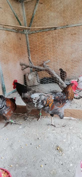 Vand Cocosi australorp splash