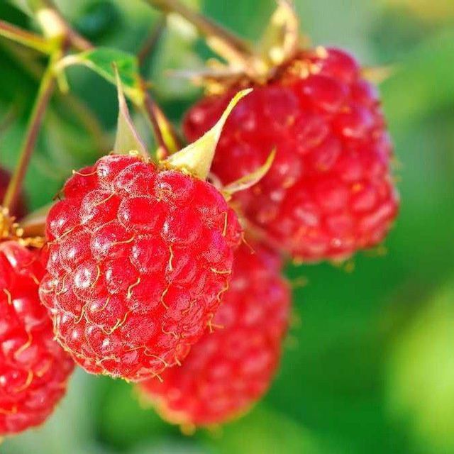 Malina kochat sotiladi 10000