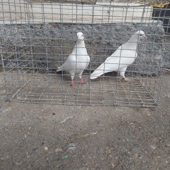 Гулбадам лет с игрой  летные