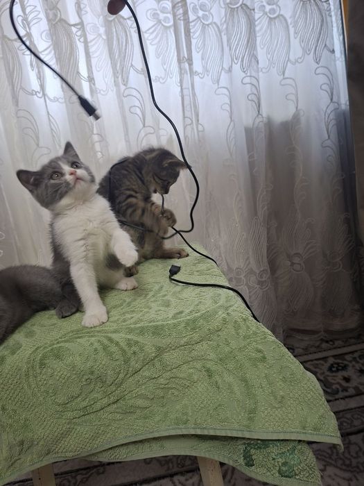 Кошка продаётся скотш страйит зоттор мушук