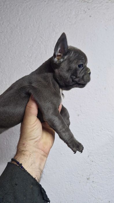 Френски булдочета сини