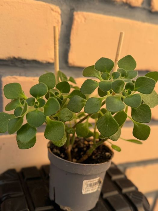 Комнатные цветы в ассортименте