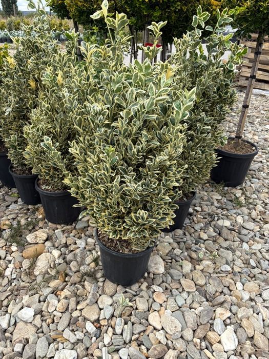 Leylandii la ghiveci