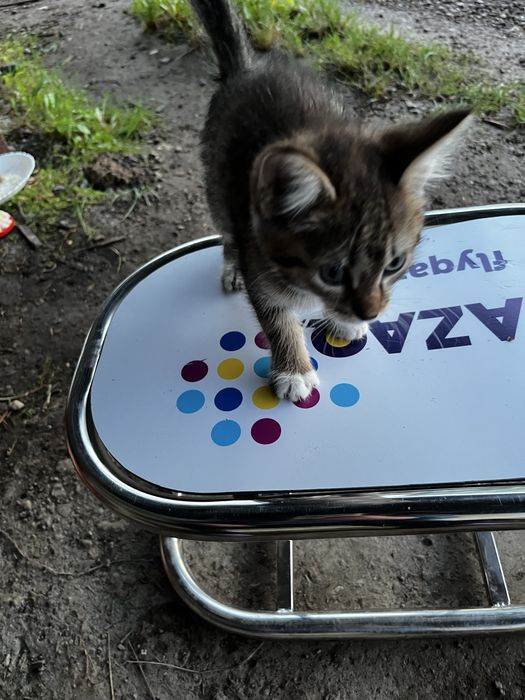 Отдам котенка 2 месяца