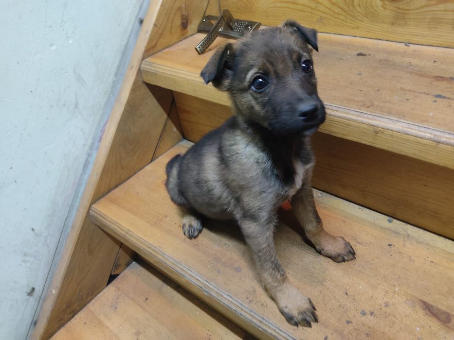 Щенок помесь овчарка