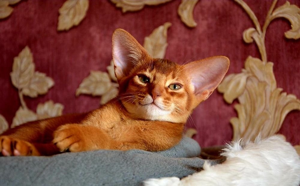 Абиссинские Котята. ДОСТАВКА