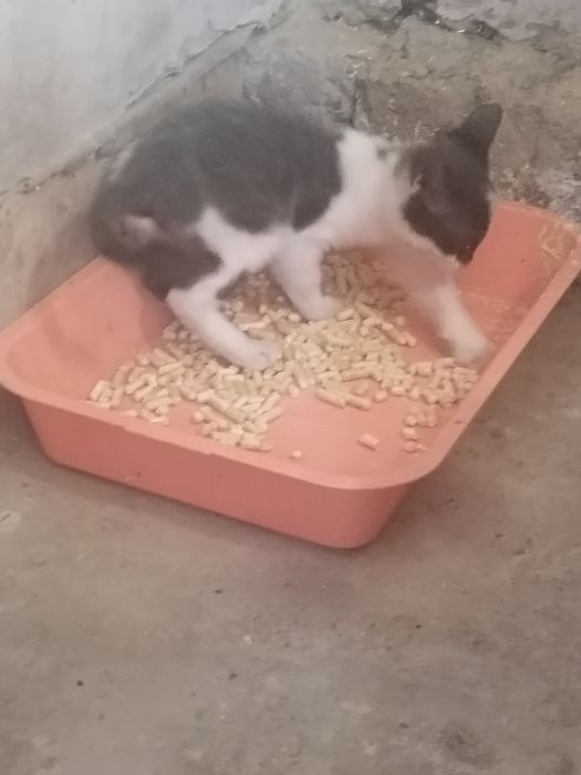 Срочно отдам котёнка