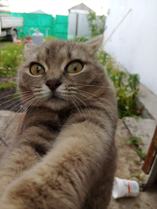 Отдам кошку с котенком