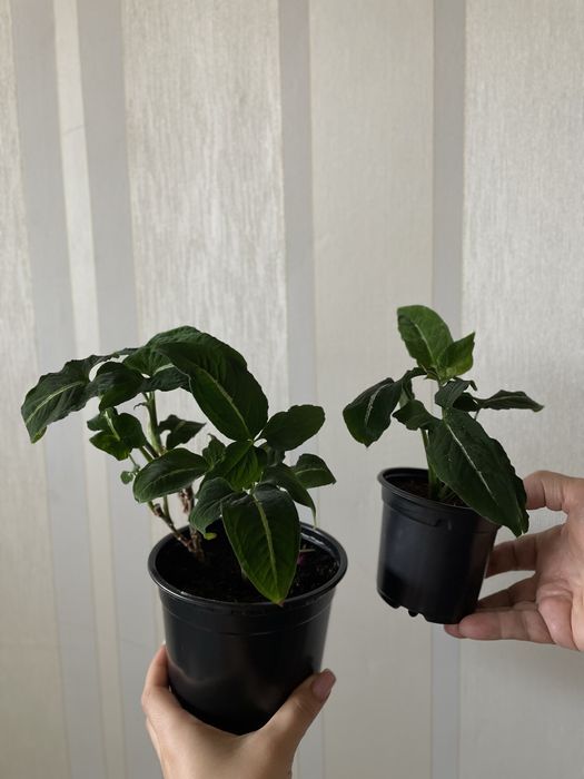 Продам комнатные растения