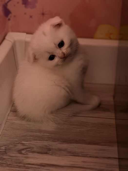 Шатланские котята