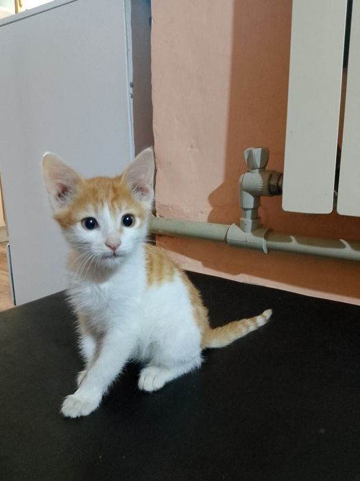 Котёнок мальчик отдам в хорошие руки