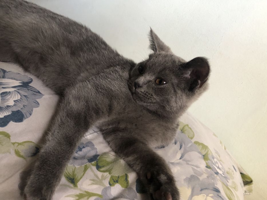 Mushuk Shartrez 9 oylik