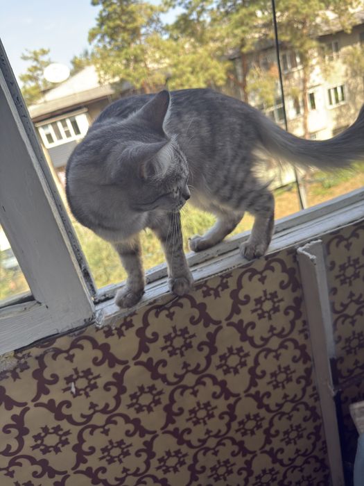 Котенок в добрые руки