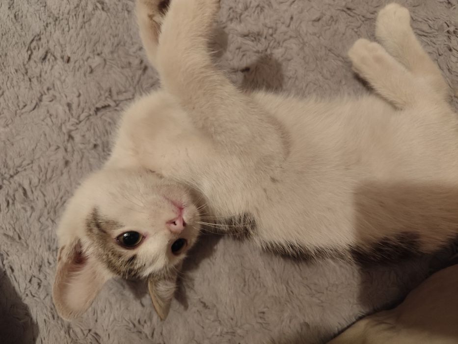 Котенок мальчик красавчик ищет дом