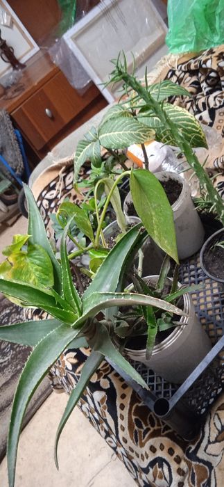 Комнатные растения