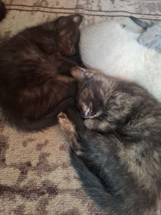 Котята     обычные