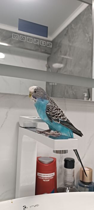 Продам попугая с клеткой