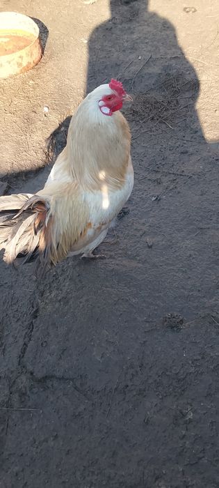 Vând o rață românească și un cocoș