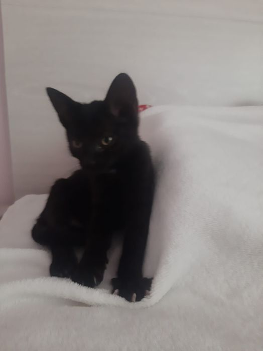 Pisicute negre 3-6luni