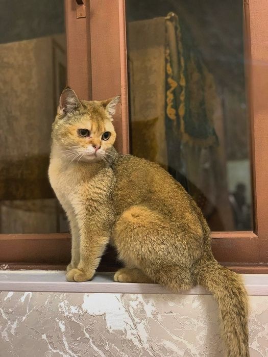 Сотилади Золотая Шиншилла (Британский)