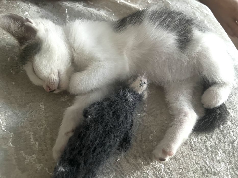 Котенок ищет дом
