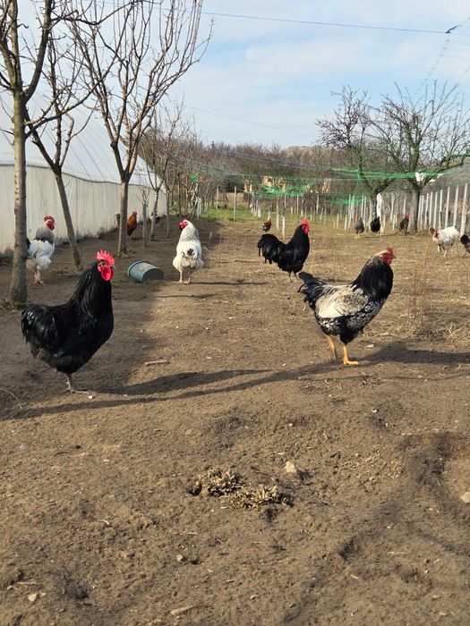 Vând cocoși :Sussex, Plymouth Rock Barat, Australop, New Hampshie.