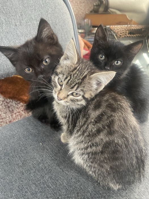 Отдам котят в добрые руки